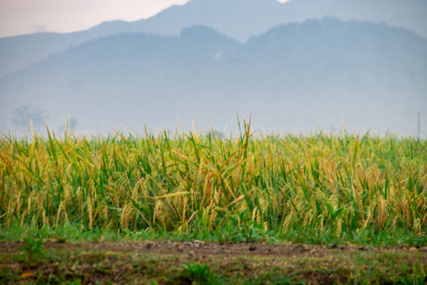 水稻图片下载
