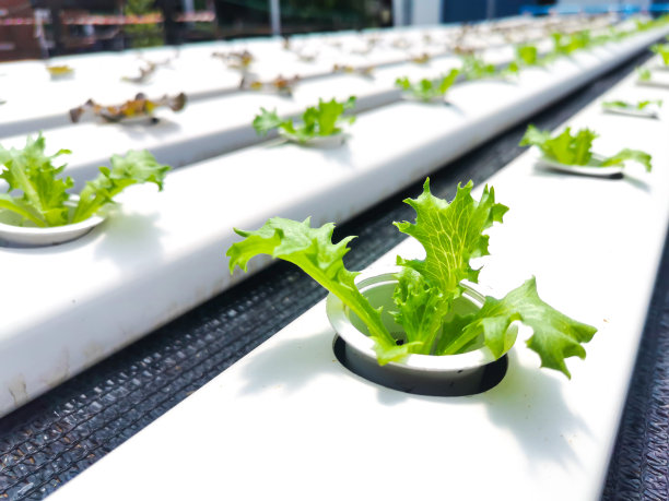 越来越多的沙拉图片下载