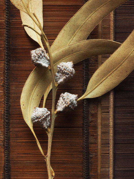 自然静物图片下载