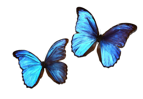 白色背景下的大闪蝶和凤蝶图片下载