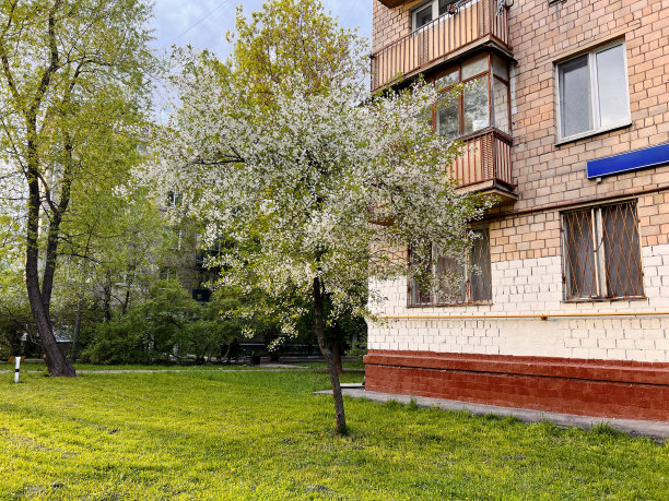 住宅楼院子里美丽的苹果树开着小白花。春天的草是绿色和多汁的。图片下载