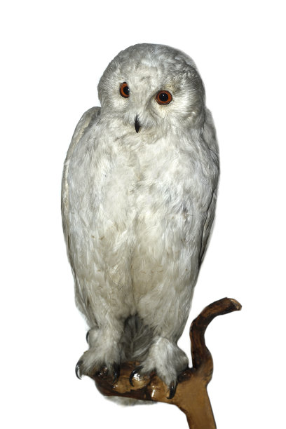 白色的猫头鹰坐在树枝上，白色的背景图片下载