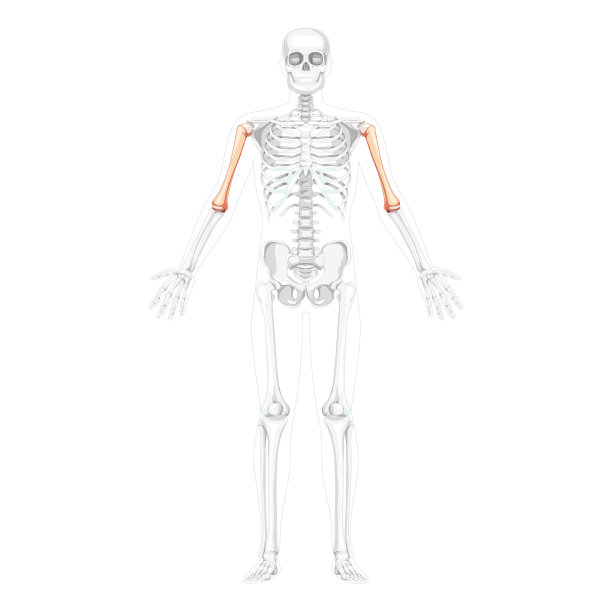 肱骨手臂部分骨骼透明位置的两臂姿势的人体前视图。一套现实的平面自然颜色概念向量解剖孤立在白色背景插图图片下载