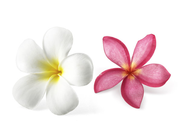 鸡蛋花在白色上离生图片下载