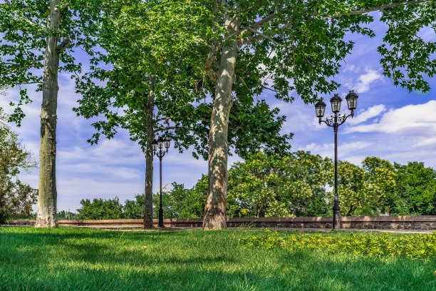 绿色的草坪和茂盛的草在一个公园的弗洛茨基大道在乌克兰米克莱夫图片下载
