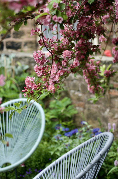铁线莲蒙大拿。图片下载