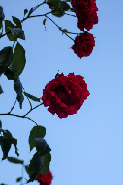 单一的红玫瑰图片下载