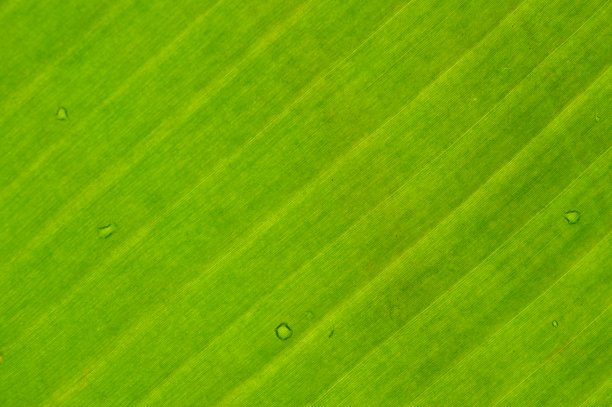 香蕉叶子图片下载