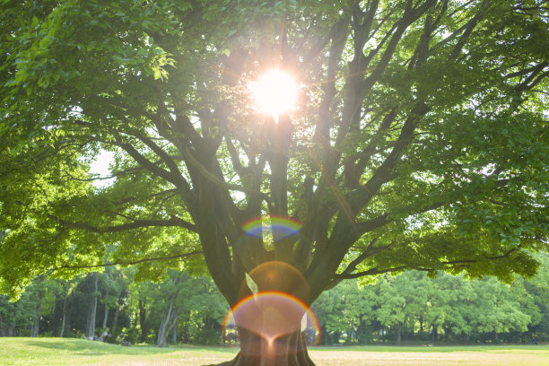 阳光下的树图片下载