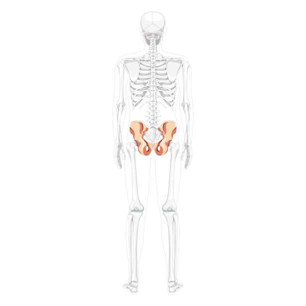 骨骼骨盆髋骨人体背部部分骨骼透明位置的后背视图。逼真的平面自然颜色概念向量解剖孤立在白色背景插图图片下载