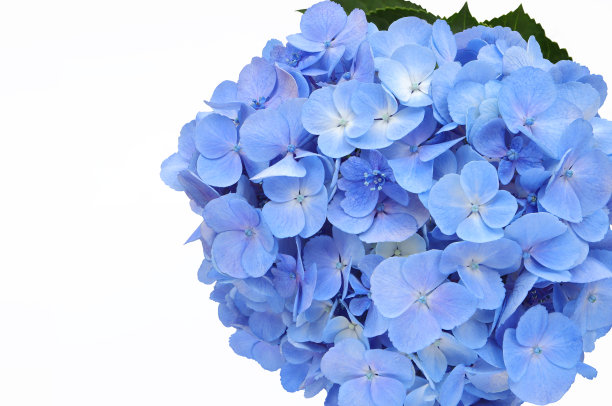美丽柔和的蓝色绣球花特写，(大叶绣球花)或Hortensia花在白色背景与修剪路径。图片下载