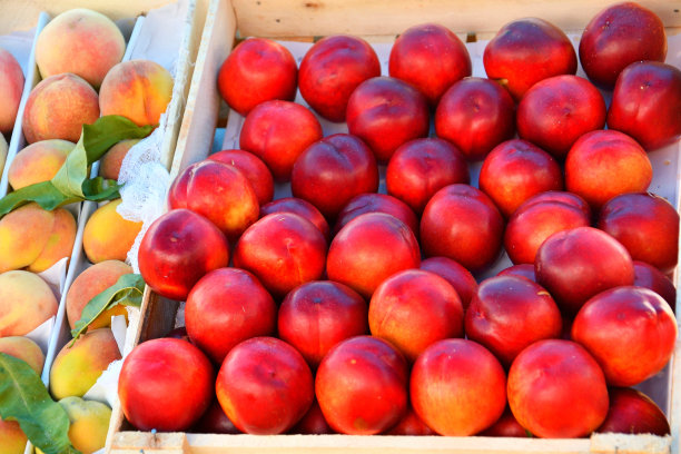 成熟油桃(拉丁桃李)的新收获图片下载