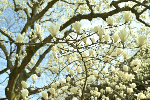 花，东京，日本(2022年1月- 3月)图片下载