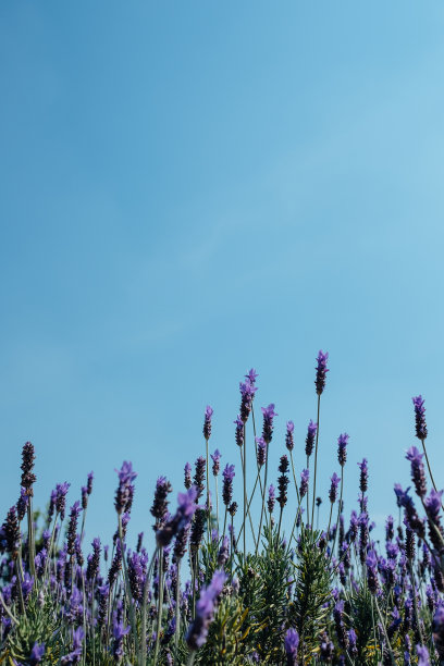 薰衣草图片下载