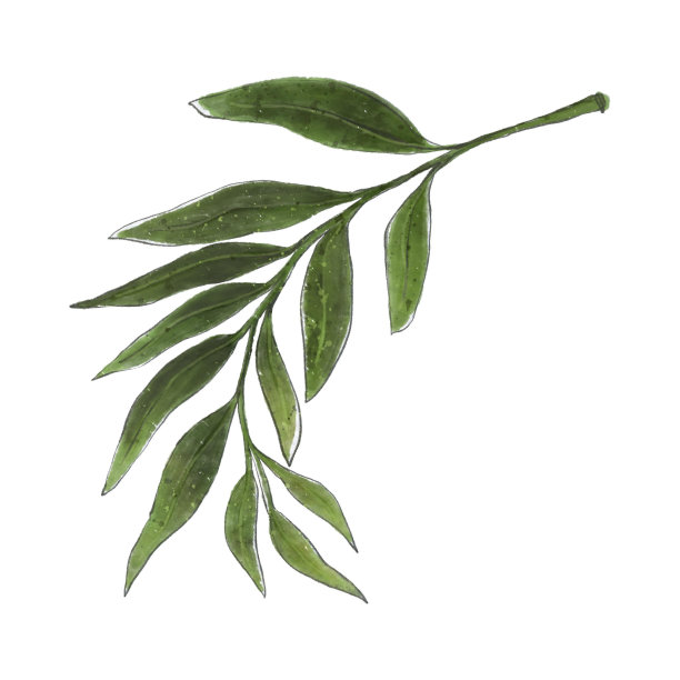 月桂枝孤立在白色背景上。水彩手绘插图。图片下载
