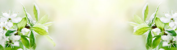 樱花背景在春天开花图片下载