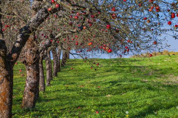 果园里树上的红苹果。晴朗的秋日。树上没有叶子。图片下载