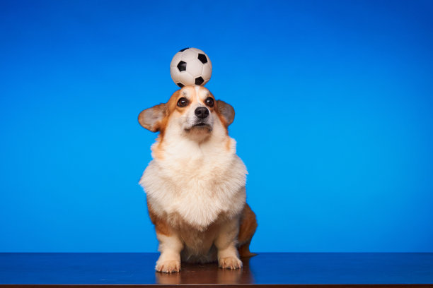 一只爱运动的威尔士柯基犬在蓝色背景上玩足球。图片下载