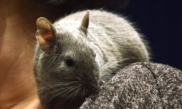 德古啮齿动物图片下载