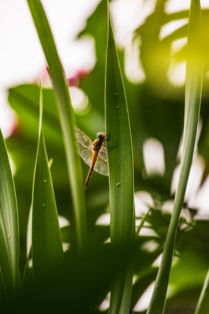 在一个阳光明媚的早晨，蜻蜓栖息在树叶上。图片下载