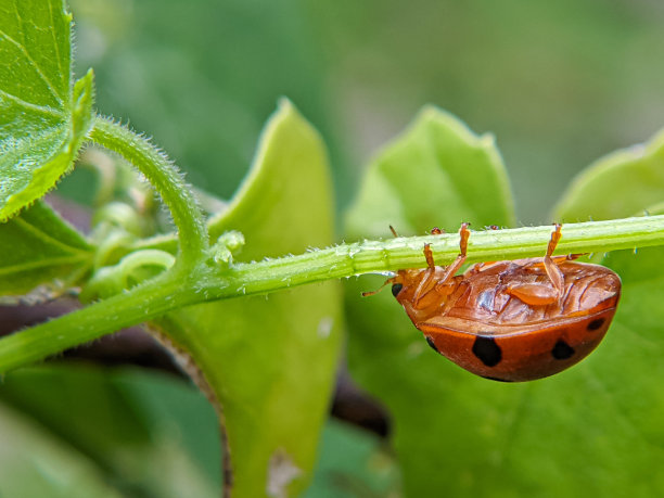 一只瓢虫挂在树叶上。素材图片