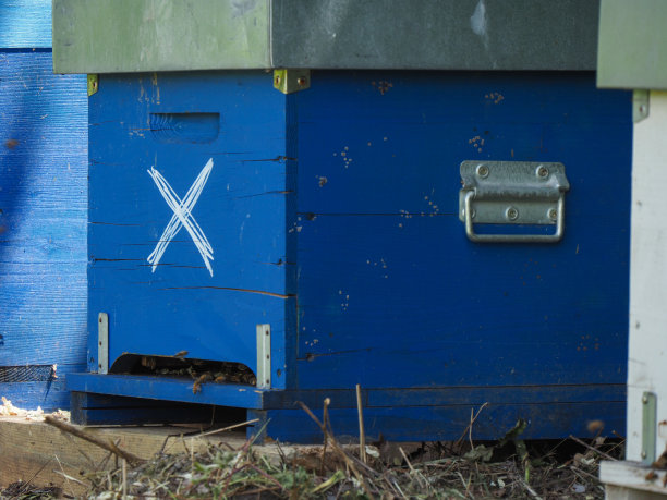 在有机花卉农场，蜜蜂在蜂巢中工作和生产蜂蜜图片下载