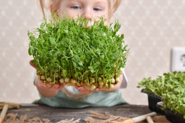 孩子们手里拿着小绿豌豆的特写。窗台上的家庭花园。图片下载