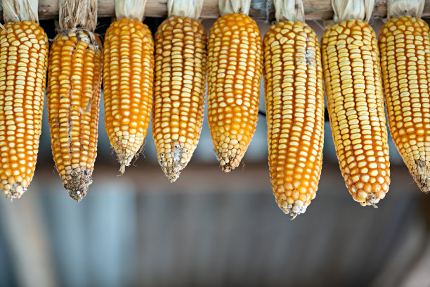 悬挂的成熟干玉米棒，成熟的黄色玉米图片下载