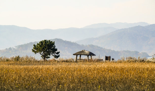 秋天的芦苇田。图片下载