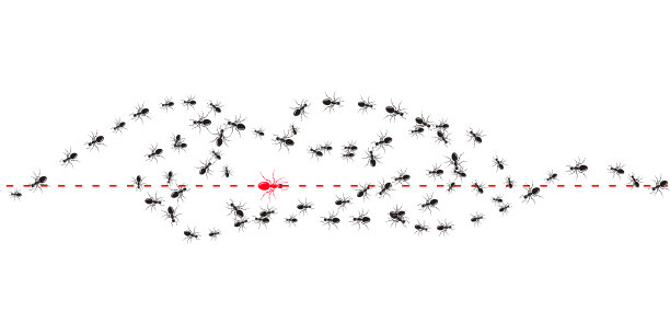 蚂蚁在前进，一只蚂蚁改变了方向图片下载