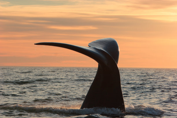南露脊鲸吸虫图片下载