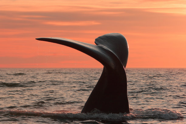 南露脊鲸吸虫图片下载