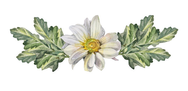 水彩菊花菊花洋甘菊与绿叶孤立在白色背景。手绘夏季开花花店花。剪纸为庆祝婚礼包装纺织品，着色书图片下载