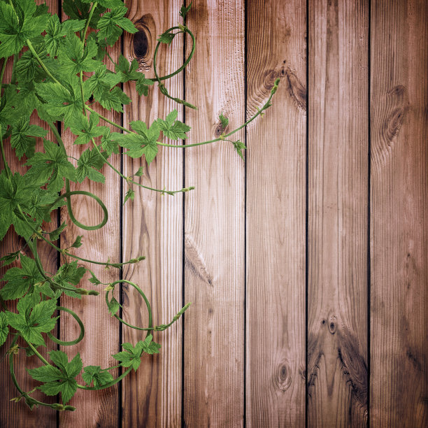 啤酒花枝干绿叶。啤酒花在茎上的叶子之间，特写。木头背景上的小跳枝图片下载