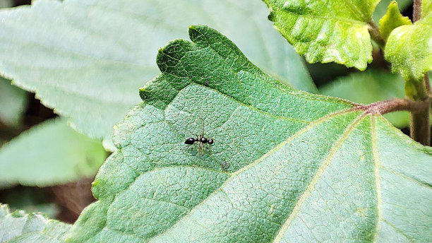 蚂蚁在绿叶上图片下载