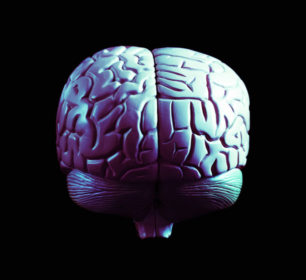 在昏暗的灯光下的真实的人类大脑医学模型图片下载