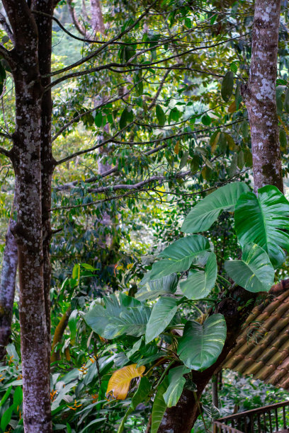 植物繁殖图片下载