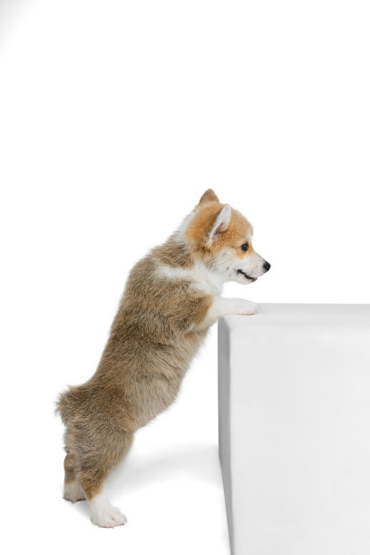 第一次培训。可爱小狗的肖像威尔士柯基狗摆孤立的白色工作室背景。运动概念，宠物爱，动物生活。图片下载