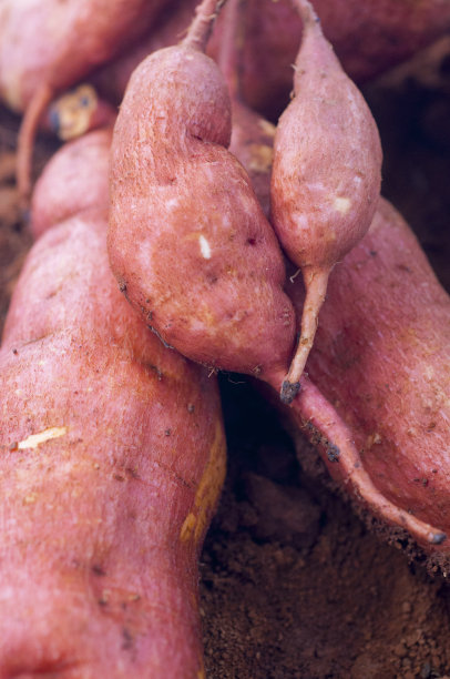 人类，重要的主食，红薯，图片下载