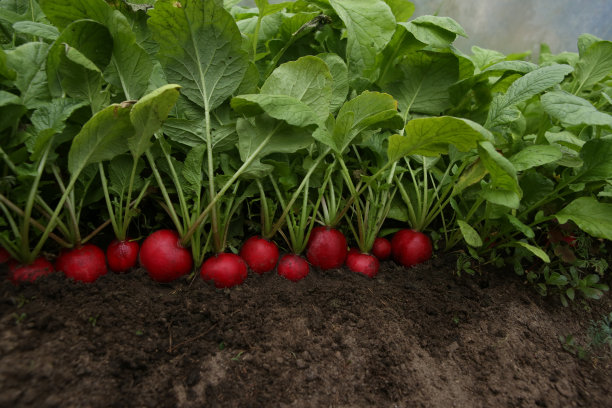 有机红萝卜生长在土壤中。图片下载