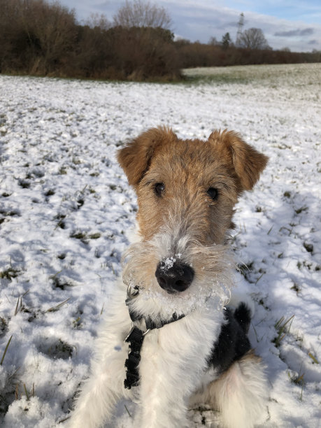 一只鼻子上有雪的可爱的狗图片下载
