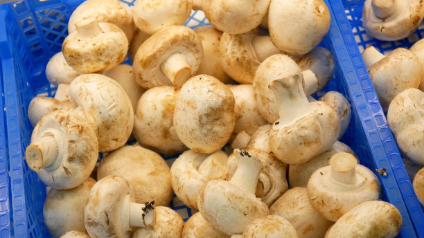 蓝色交易篮中许多冠军的特写图片下载