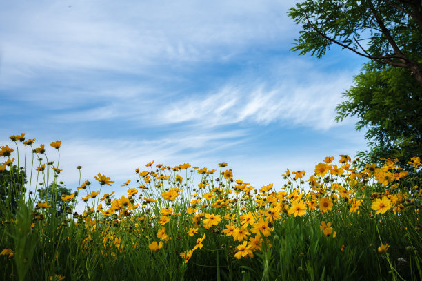 河边花图片下载