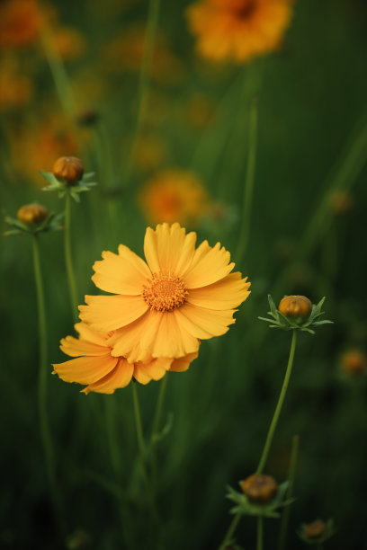 河边花图片下载