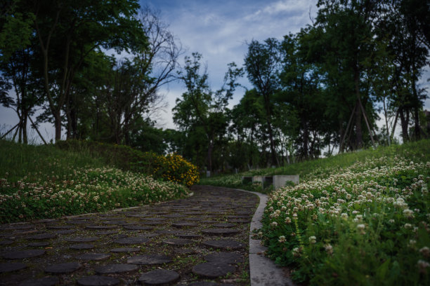 河边花图片下载