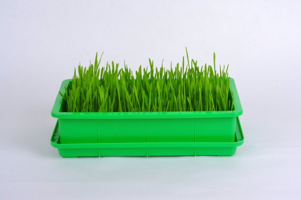 小麦草。植物发芽箱孤立在白色背景图片下载