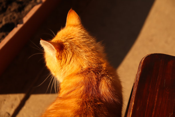 姜的猫。阳光明媚的肖像可爱的红姜虎斑猫在晴朗的夏天。猫。橙色的动物。有趣的猫。日落。黄色的小猫图片下载