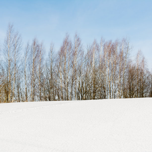 白雪皑皑的小山，上面长着白桦树。冬季自然景观背景图片下载