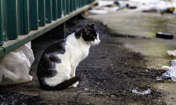 街道被遗弃的猫图片下载
