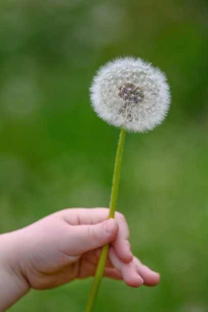 小女孩手里拿着一朵蒲公英花，背景是春天的田野图片下载